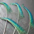 6/12pcs 70-100cm Long Real Natural Peacock Tail Feathers for Vase 6pcs Decoration Real Peacock Feather